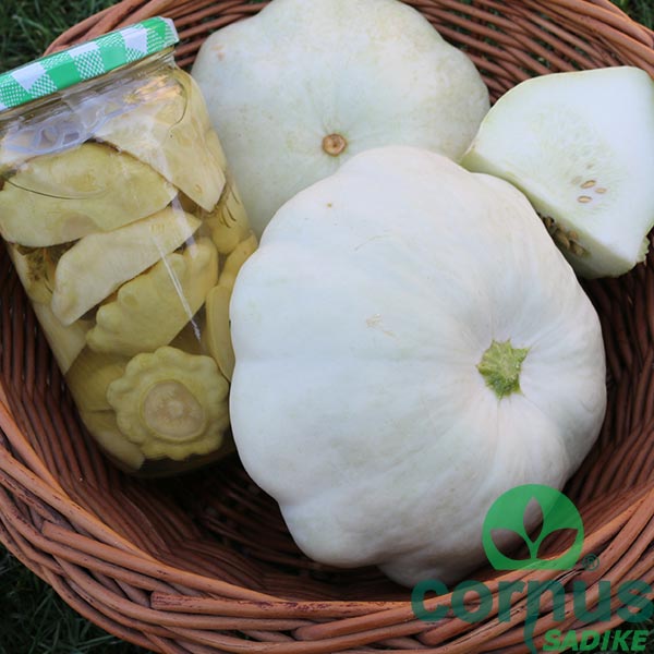 Bučke-Patison-custard-white