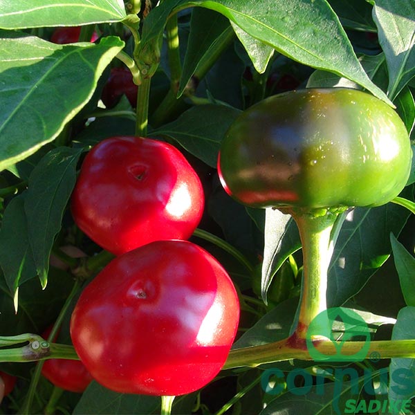 Cili-Red-Cherry-Small Čili-Red-Cherry-Small