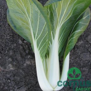 Pak-Choi-Bopak-F1-01