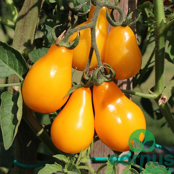 Paradižnik-Yellow-Pearshaped-01 Paradižnik-Yellow-Pearshaped-01