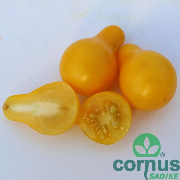 Paradižnik-Yellow-Pearshaped-02