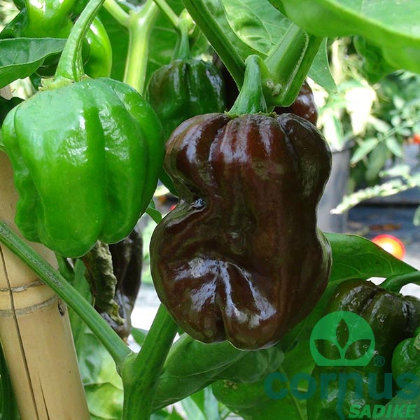 Čili-Habanero-chocolate