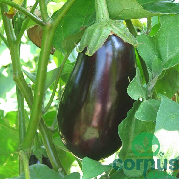 Jajčevec-Classic-F1