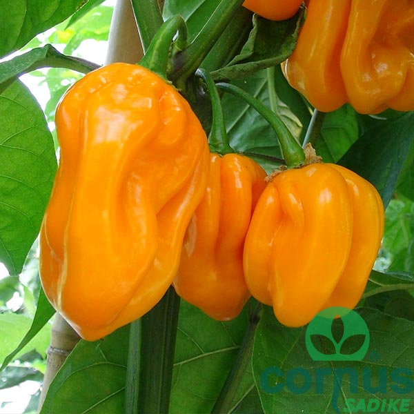 Čili-Habanero-orange