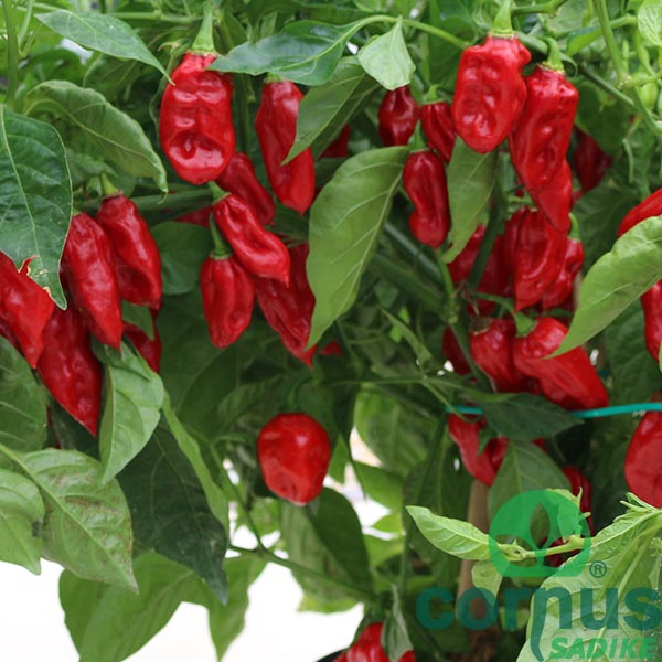 Čili-Habanero-red-caribbean