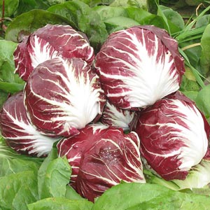 Radič
