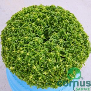 Bazilika-Gythis-01
