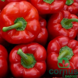 Paprika-Solario-F1