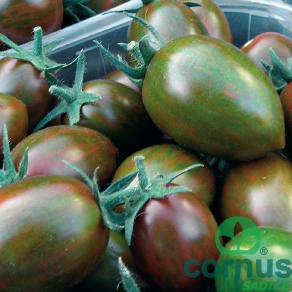 Paradižnik-Crispino-Plum-F1-01