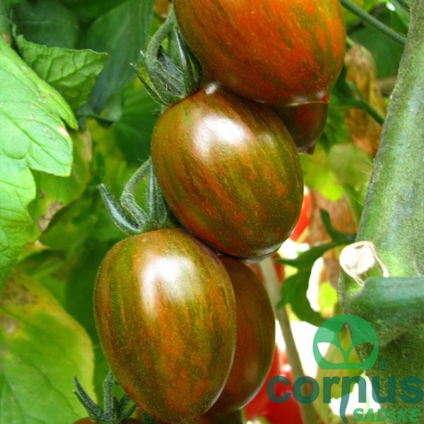 Paradižnik-Crispino-Plum-F1-02