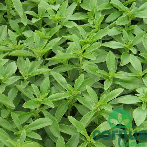 Stevia-01
