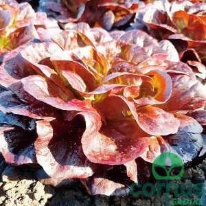 Canagio & Estagio tip:  BELLAGIO - slika 4