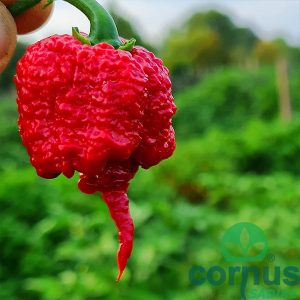 Carolina Reaper (izuzetno ljut) [P10] - slika 3