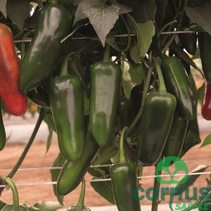 Čili - Rioverde F1 tip: JALAPENO [P10]