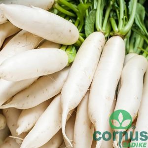 Japanska repa ili daikon [9/1]